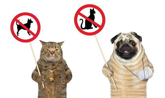 A dog pug with a bandaged paw and a beige cat are holding prohibition signs. White background. Isolated.