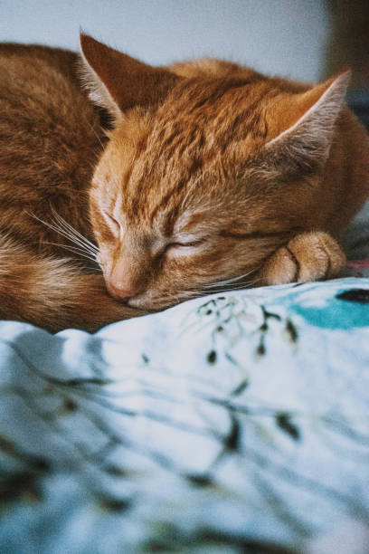istock Ginger ginger kitty cat sleeping on a blue floral bed sheet 1461628928