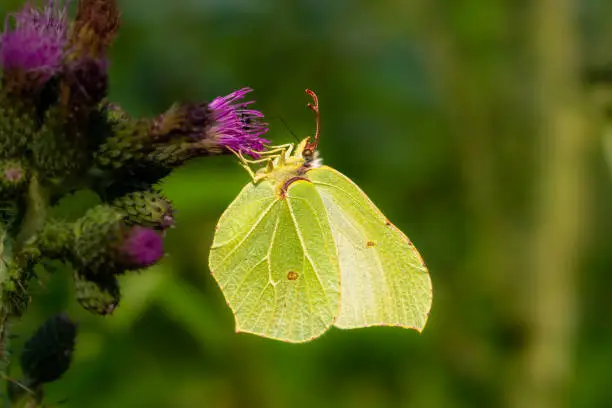 Photo of Macro of Gonepteryx rhamni, the common brimstone, yellow-green butterfly