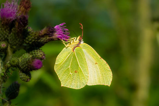 macro of gonepteryx rhamni, the common brimstone, yellow-green butterfly - citronfjäril bildbanksfoton och bilder