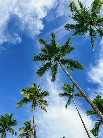 A looking up shot of tropical palm trees in Fiji. The sky is bright and clear.