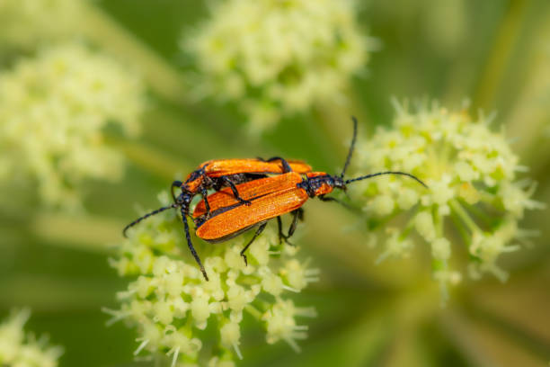 istock Copulation of Lygistopterus sanguineus, red and black long beetle 1461629016