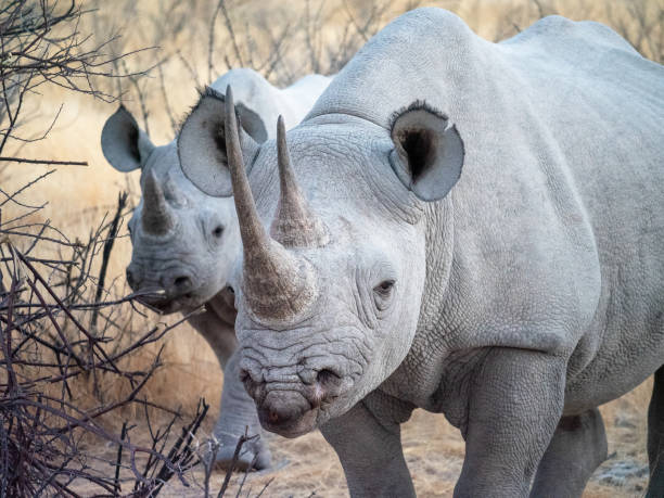 zwarte neushoorns (diceros bicornis) in het etosha nationaal park in namibië - bicornis imagens e fotografias de stock