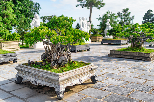 Green Bonsai trees growing at courtyard of the Linh Ung Pagoda in Danang (Da Nang), Vietnam. Da Nang is a popular tourist destination of Asia.