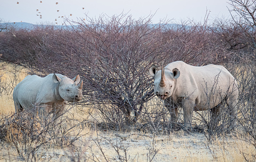 Zwarte neushoorns (Diceros bicornis) in het Etosha Nationaal Park in Namibië.\n\nHet  in 1907 gestichte Nationaal Park Etosha in Namibië is een van de grootste natuurparken van zuidelijk Afrika.