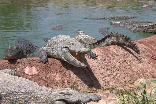 A wild crocodile emerges from the river