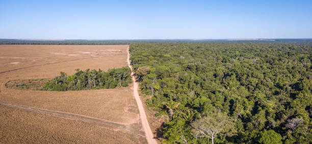 istock Drone panoramic aerial view of illegal amazon deforestation, Mato Grosso, Brazil. Forest trees and agriculture field land. Concept of climate change, global warming, ecology, environment, nature. 1461631551