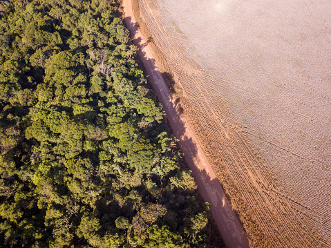 Vista aérea de la deforestación ilegal del Amazonas dentro de una granja de algodón. Árboles forestales cortados para abrir la tierra para el campo de la agricultura. Concepto de cambio climático, calentamiento global, ecología, medio ambiente, natur photo
