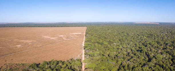 istock Drone panoramic aerial view of illegal amazon deforestation, Mato Grosso, Brazil. Forest trees and agriculture field land. Concept of climate change, global warming, ecology, environment, nature. 1461631610