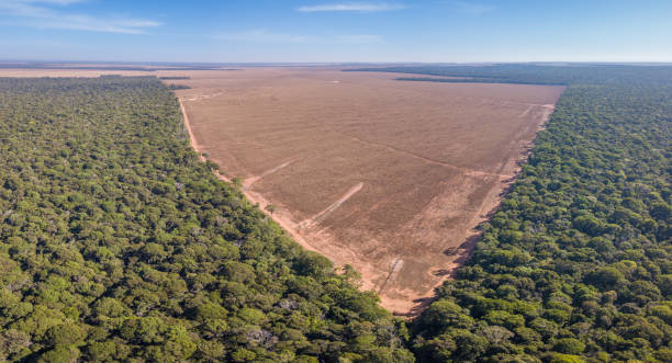 drohnen-panorama-luftaufnahme der illegalen abholzung des amazonas, mato grosso, brasilien. waldbäume und landwirtschaftliches ackerland. konzept des klimawandels, der globalen erwärmung, der ökologie, der umwelt, der natur. - amazonien stock-fotos und bilder