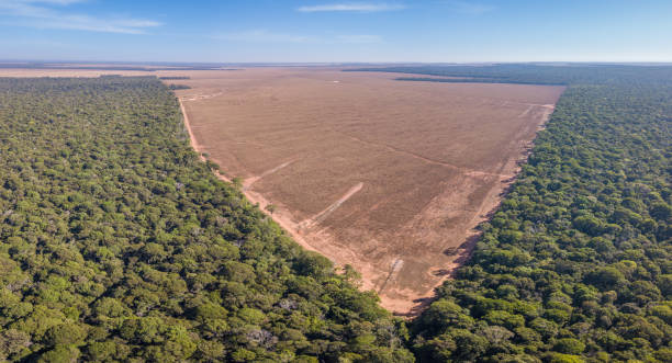 Drone panoramic aerial view of illegal amazon deforestation, Mato Grosso, Brazil. Forest trees and agriculture field land. Concept of climate change, global warming, ecology, environment, nature.