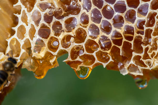 istock Honey dripping from honey comb on nature background, close up 1461633823
