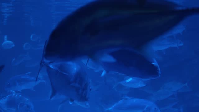 Close up of a fish swimming. Tour of the fish tank. Pisces swim in the aquarium. A pond with a closeup of marine fish with blue backlight. Exotic ocean dwellers