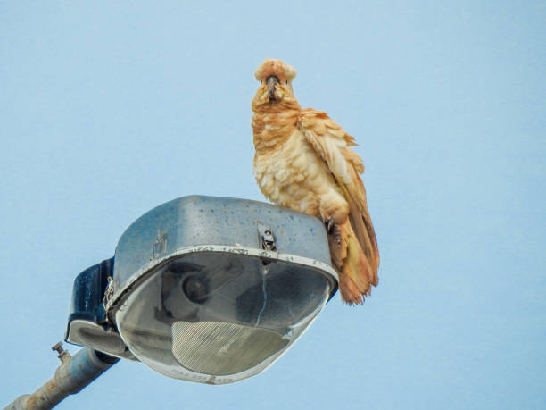 オウム街灯 - wildlife australia wing cityscape ストックフォトと画像