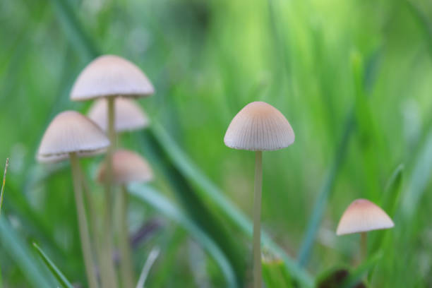 istock mycena , a very fine fungus that grows on moss and grass 1461634659