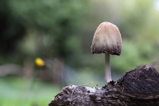 coprinus saccharinus, a fine fungus that grows on dead wood close-up of coprinus saccharinus, a fine fungus that grows on dead wood psathyrellaceae stock pictures, royalty-free photos & images