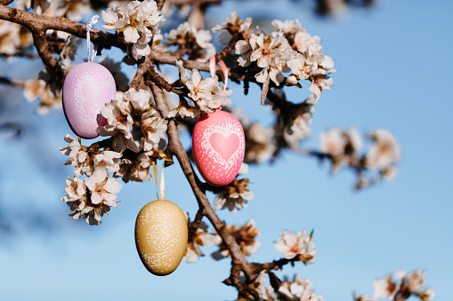 Three self painted easter eggs in three different colors hanging in between almond blossoms on an almond tree with the blue sky in the background. Color editing with added grain. Very selective focus.