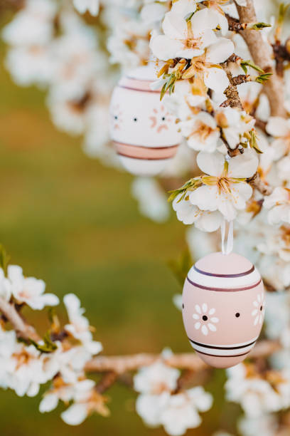 istock Two nice easter eggs in bright beige and brown tones hanging in between almond blossoms on an almond tree on the island Mallorca 1461635671