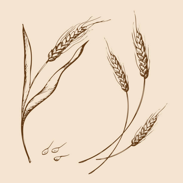 vector hand drawn wheat ears sketch doodle. Bunch of wheat ears, dried whole grains. Cereal harvest, agriculture, organic farming, healthy food symbol. Bakery design element vector hand drawn ears of wheat sketch doodle. A bunch of ears of wheat, dried whole grains. Cereal harvest, agriculture, organic farming, healthy food symbol. Bakery design element. Drawn by hand threshing stock illustrations