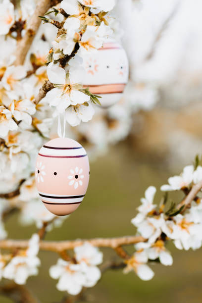 istock Two nice easter eggs in bright beige and brown tones hanging in between almond blossoms on an almond tree on the island Mallorca 1461636226