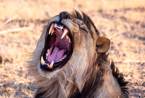 Leeuw / Lion (Panthera Leo) Etosha Nationaal Park in Namibië.

Het  in 1907 gestichte Nationaal Park Etosha in Namibië is een van de grootste natuurparken van zuidelijk Afrika.