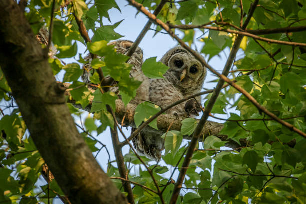 istock Barred Owl fledglings hiding among the tree branches 1461638223