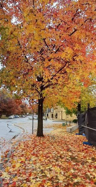 istock Vibrant Color Maple in Autumn 1461638580