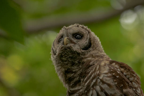 istock Portrait of a Barred Owl fledgling 1461638668
