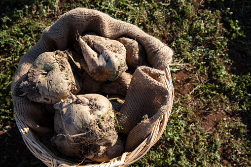 Sugar beet in wicker basket