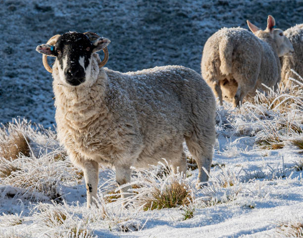istock Sheep on snowy moor above Hebden Bridge West Yorkshire 1461638816
