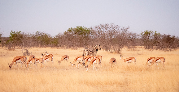 Impala's en een steppezebra in het Etosha Nationaal Park in Namibië

Het  in 1907 gestichte Nationaal Park Etosha in Namibië is een van de grootste natuurparken van zuidelijk Afrika.