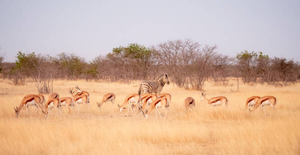 Impala's en een steppenzebra in het Etosha Nationaal Park in Namibië stock photo