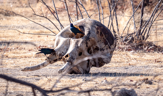 Een Cape glossy starling (Spreeuw) op de schedel van een olifant in het Etosha Nationaal Park in Namibië\n\nHet  in 1907 gestichte Nationaal Park Etosha in Namibië is een van de grootste natuurparken van zuidelijk Afrika.