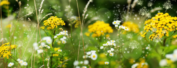 Particles of pollen in a wildflower meadow Different focused particles of pollen in a wildflower meadow. Biotope in spring with bright bokeh. Horizontal nature background for ecology and health. hayfever stock pictures, royalty-free photos & images