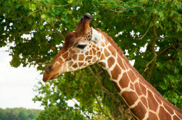 istock Giraffes animals stand on green grass 1461641055