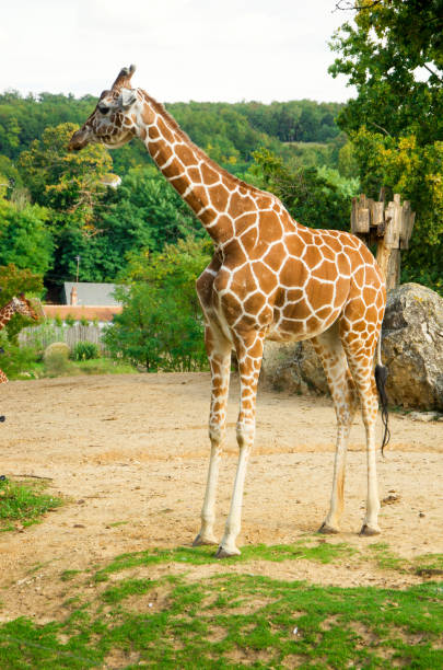 istock Giraffes animals stand on green grass 1461641066