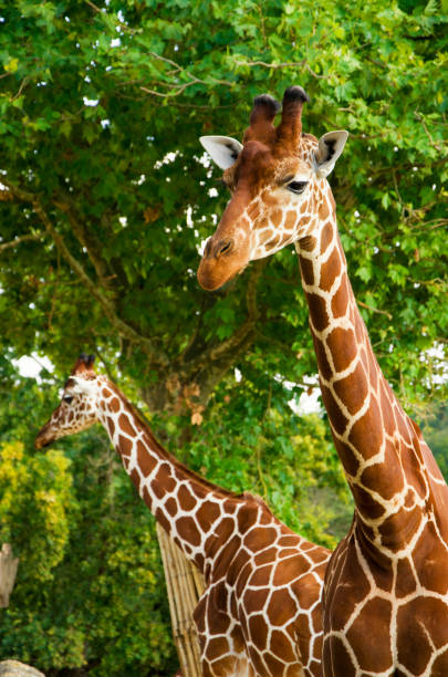 istock Giraffes animals stand on green grass 1461641067