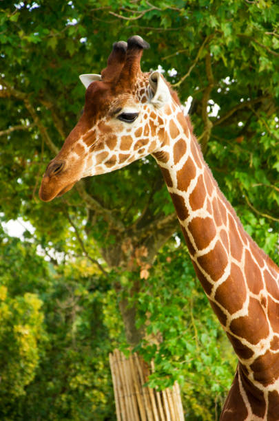 istock Giraffes animals stand on green grass 1461641068
