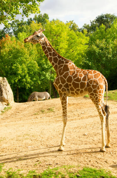 istock Giraffes animals stand on green grass 1461642270