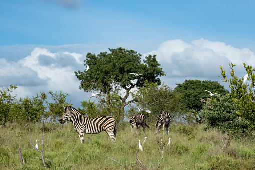 A beautiful landscape of three zebra in the wilderness of Africa with clouds in the blue sky.