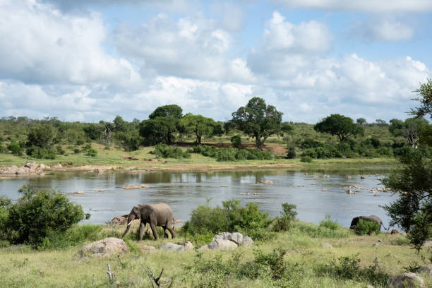 악어 강 옆에있는 코끼리의 탁 트인 풍경 - south africa africa savannah sky 뉴스 사진 이미지