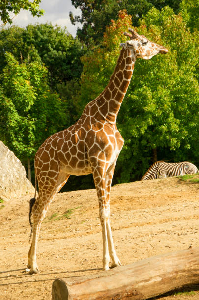 istock Giraffes animals stand on green grass 1461642620