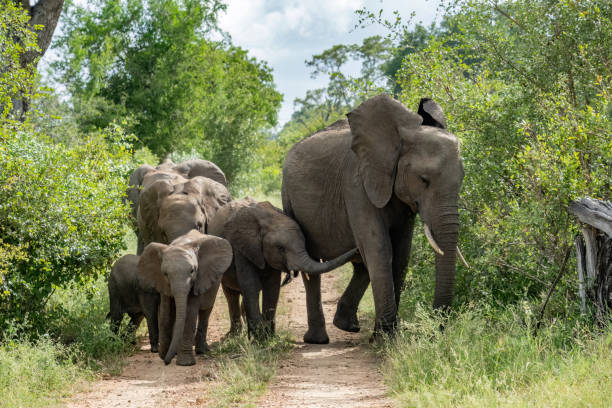 istock Cute baby elephants walking with a herd 1461642689