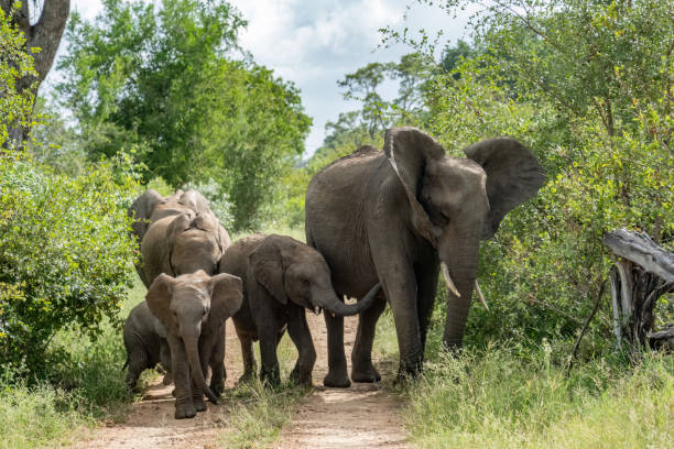 istock An elephant with its ears flapped forward walks with a herd 1461642693