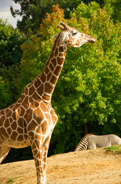 istock Giraffes animals stand on green grass 1461642702