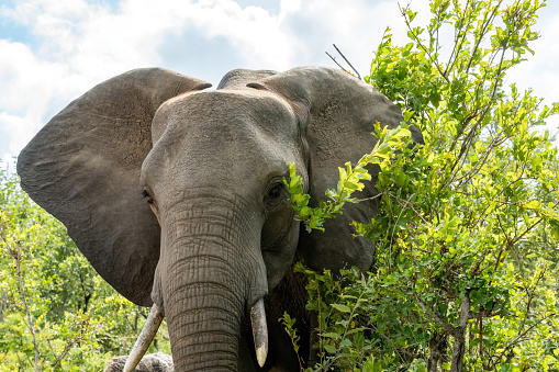 A stunning close-up of an elephant's head next to a green bush looking towards the camera.