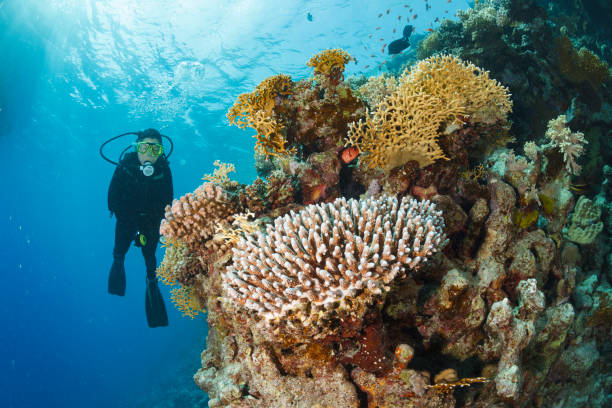 istock Underwater  Scuba diver explore and enjoy  Coral reef  Sea life 1461643032