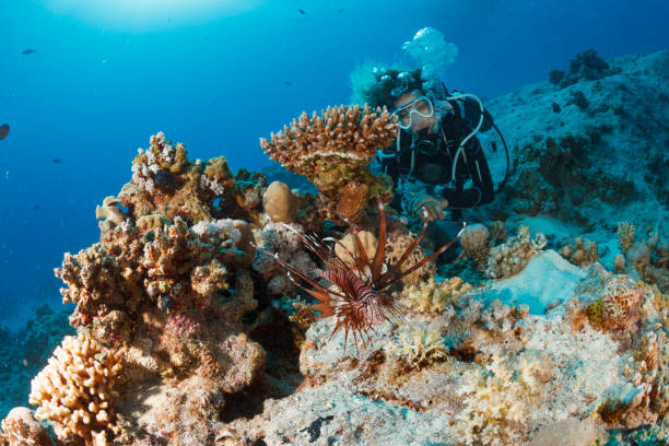 istock Underwater  Scuba diver explore and enjoy  Coral reef  Sea life Lionfish 1461643099
