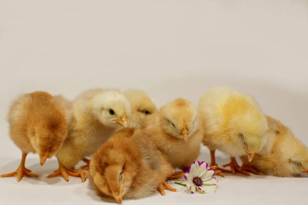 istock Seven cute fluffy chickens on a gray background with a white-lilac flower 1461644680