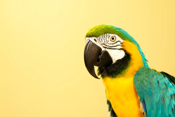 Large blue-and-yellow macaw parrot or ara arauna close-up against a yellow wall. Large blue-and-yellow macaw parrot or ara arauna close-up against a yellow wall ara arauna stock pictures, royalty-free photos & images